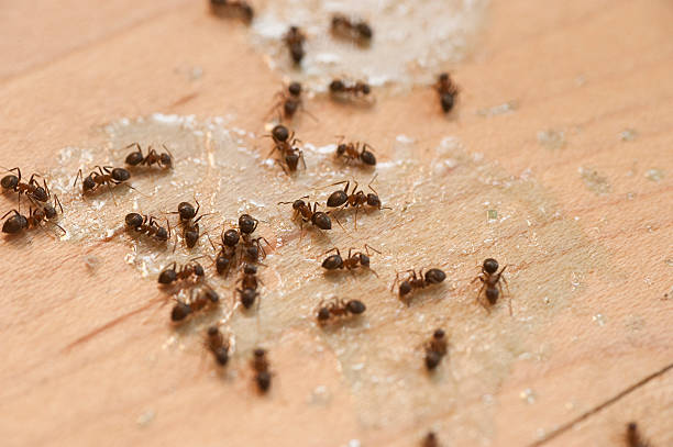 Best Best Pest Control Companies  in Meridian, MS
